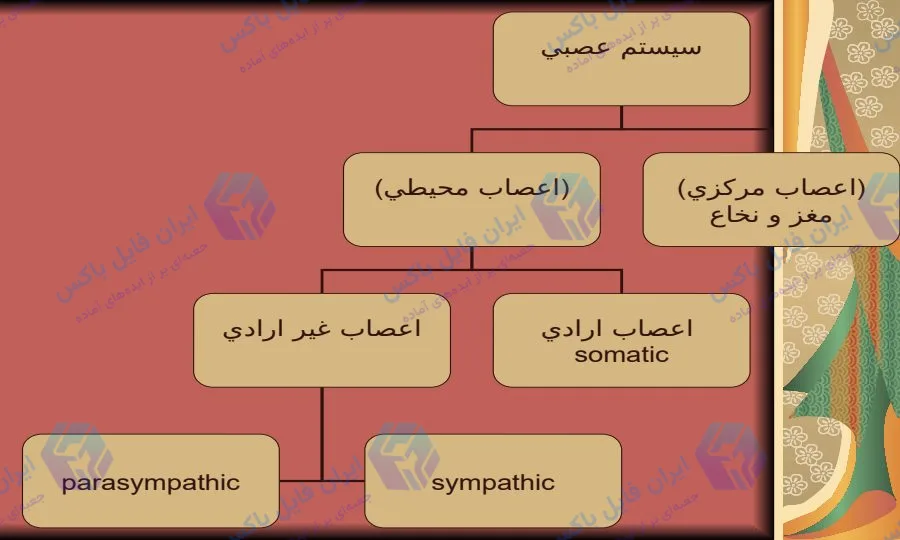 پاورپوینت جامع کالبدشناسی و فیزیولوژی سیستم اعصاب محیطی
