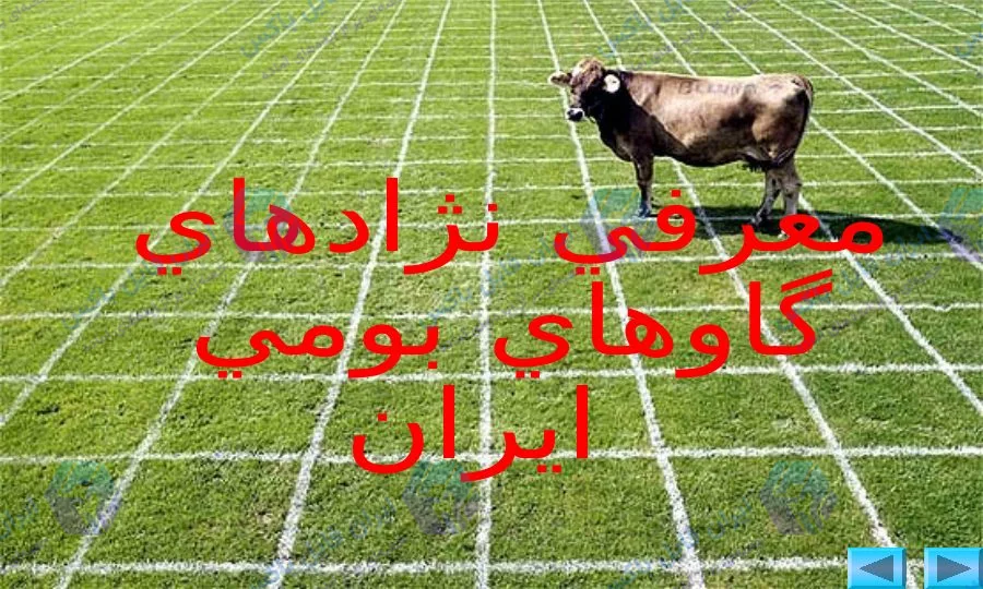 پاورپوینت معرفی گاوهای بومی ایران و نژادهای شیری جهان ۲۹ اسلاید