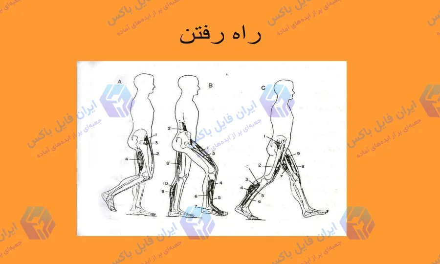 پاورپوینت ایستادن و راه رفتن 12 اسلاید آماده ارائه